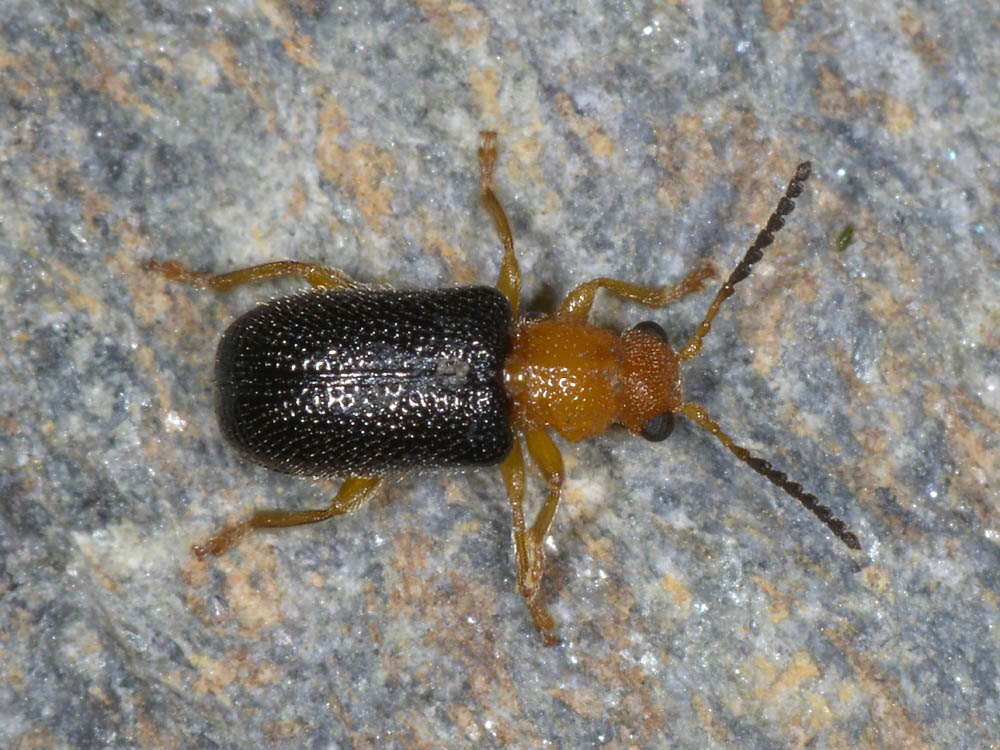 Zeugophora scutellaris (cf.)